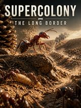 Supercolony: The Long Border