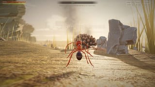 Supercolony: The Long Border