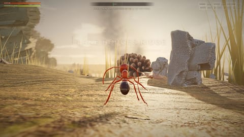 Supercolony: The Long Border